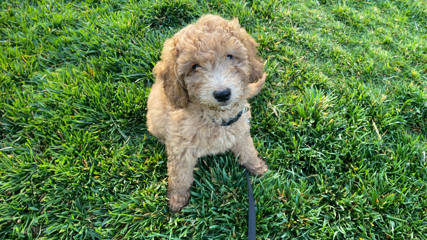 Photo of golden doodle puppy Charlie, dog of Marty Yang