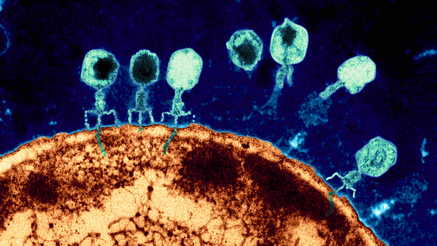 Phage under the microscope