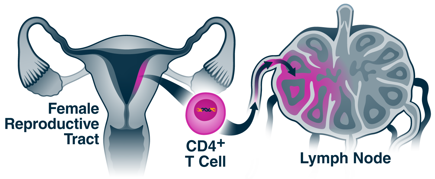 Illustration of female reproductive tract, t cells, and lymph nodes