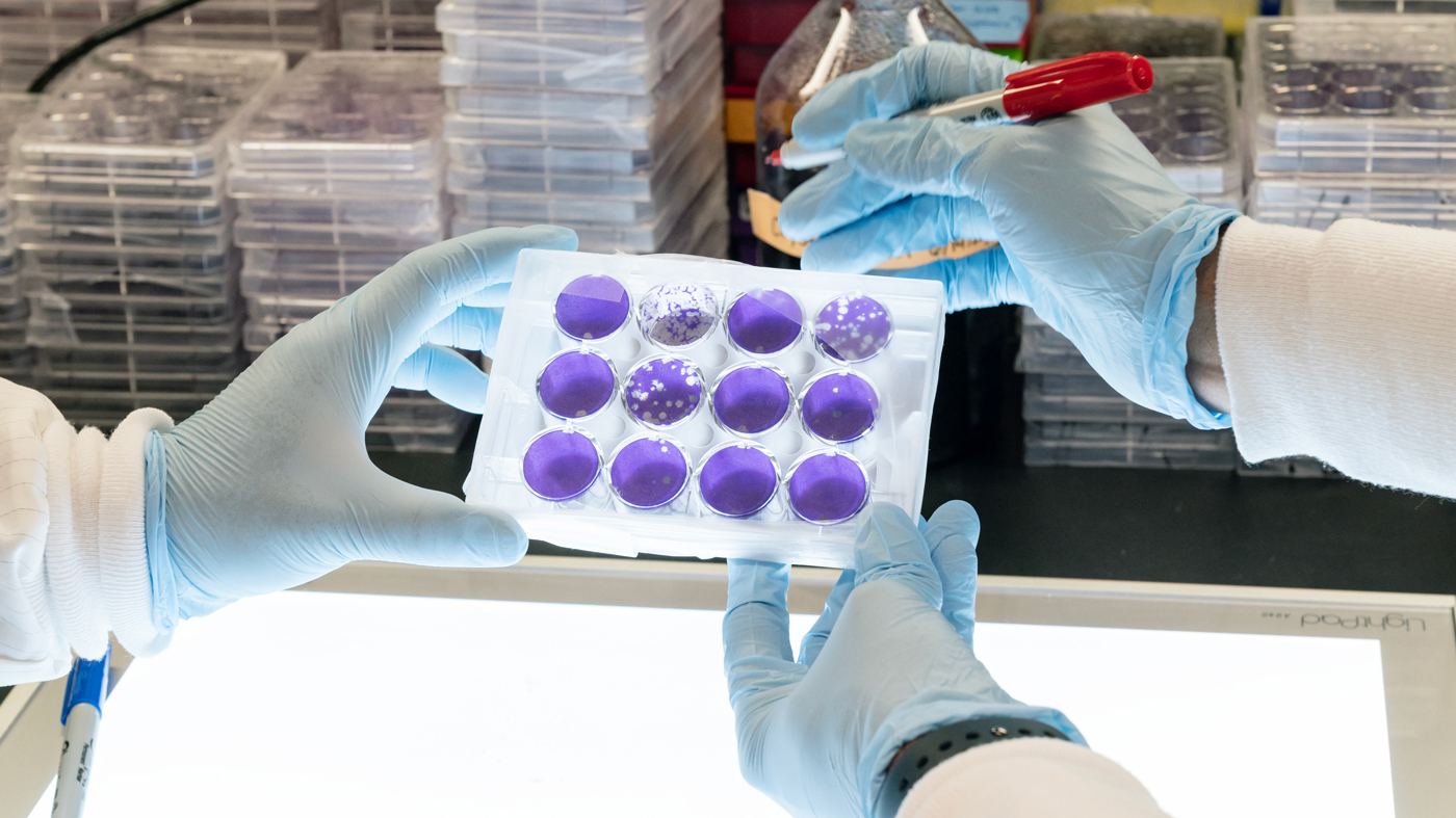 Scientists in the Ott Lab looking at plaque assay